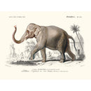 Sciences Naturelles - Éléphant