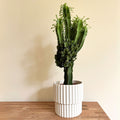 Cowboy Cactus Euphorbia – Indoor Plant