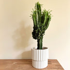 Cowboy Cactus Euphorbia – Indoor Plant