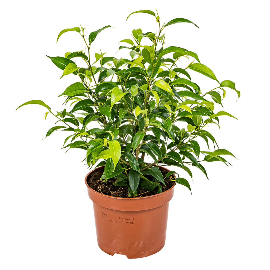 Ficus Benjamina Natasja – Plante D'Intérieur