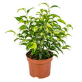 Ficus Benjamina Natasja – Plante D'Intérieur