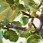 Higuera - Ficus Carica
