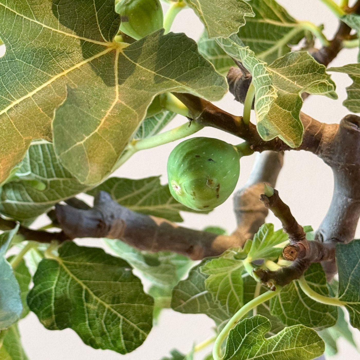 Higuera - Ficus Carica