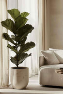 Ficus Lyrata