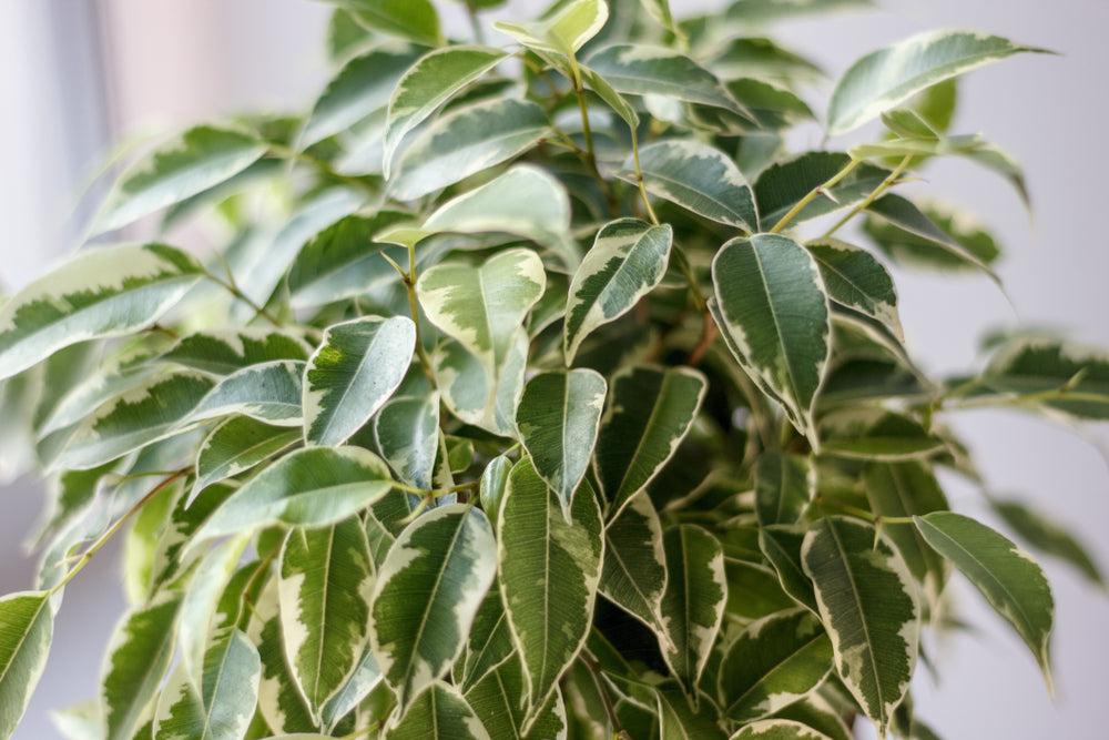 Ficus Benjamina Kinky – Houseplant