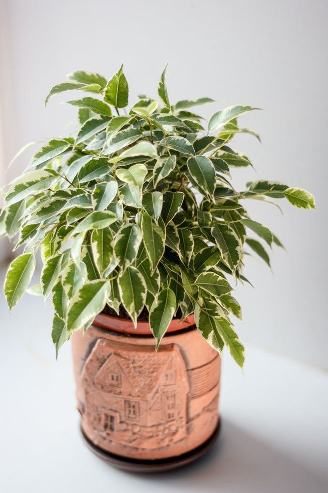Ficus Benjamina Kinky – Houseplant