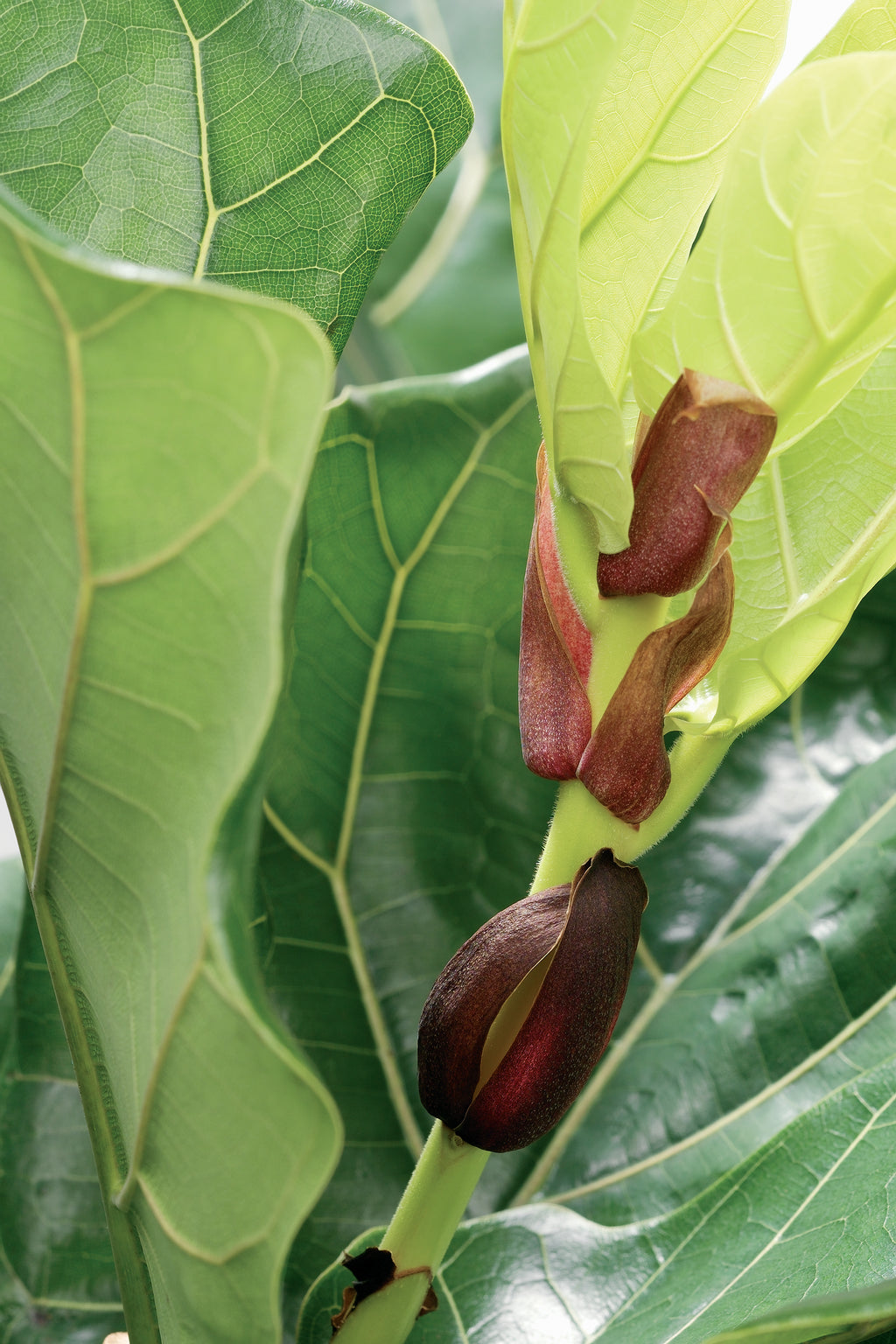 Ficus Lyrata – Planta de interior