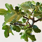 Higuera - Ficus Carica