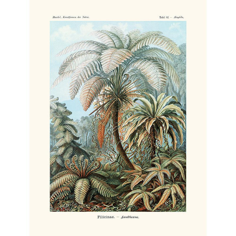 Sciences Naturelles - Filicinaé D'Ernst Haeckel