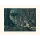 Sciences Naturelles - Forêt Vierge Du Brésil