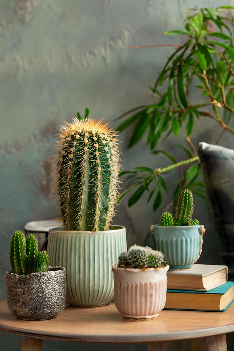 Mix De 6 Mini Cactus - Plantes D'Intérieur