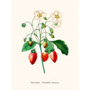 Sciences Naturelles - Fraisier Par Pierre-Joseph Redouté