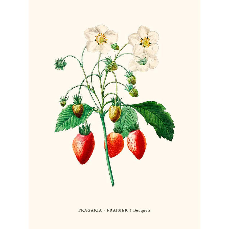Sciences Naturelles - Fraisier Par Pierre-Joseph Redouté
