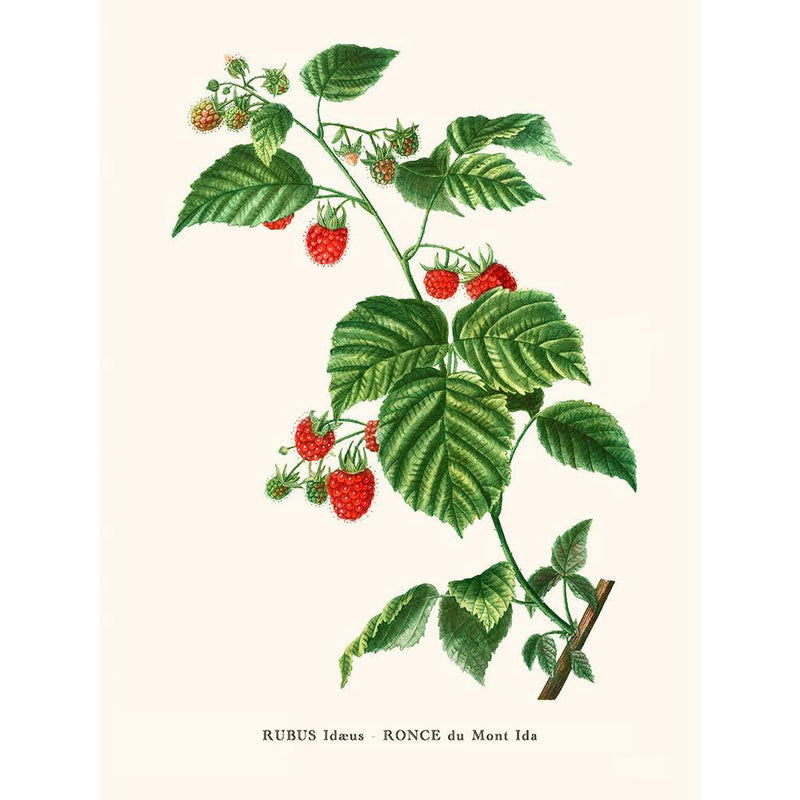 Sciences Naturelles - Framboisier Par Pierre-Joseph Redouté