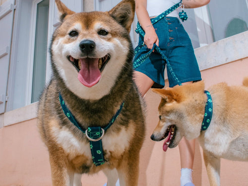 Collier Denim Bleu Brut À Fleurs - Chien