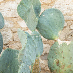 Housse De Coussin En Lin Lavé Hnatureinside - Cactus