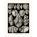 Sciences Naturelles - Acephala D'Ernst Haeckel