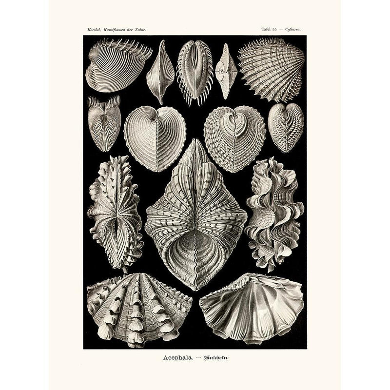 Sciences Naturelles - Acephala D'Ernst Haeckel