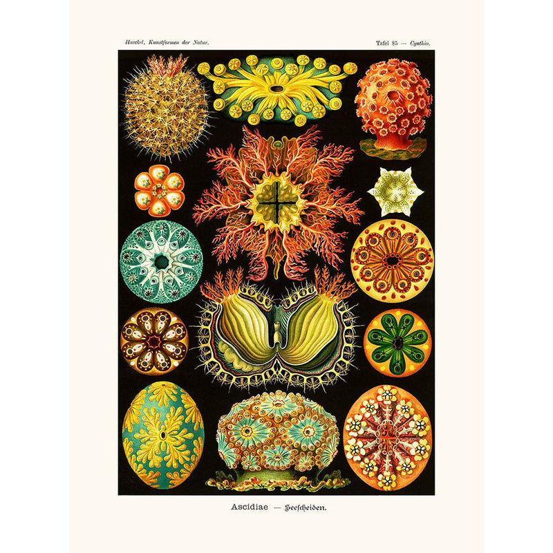 Sciences Naturelles - Ascidiae D'Ernst Haeckel