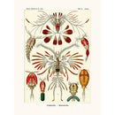Sciences Naturelles - Copepoda D'Ernst Haeckel