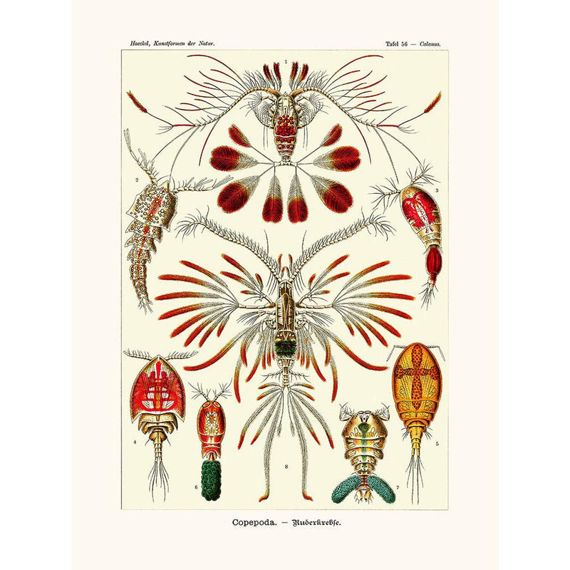 Sciences Naturelles - Copepoda D'Ernst Haeckel