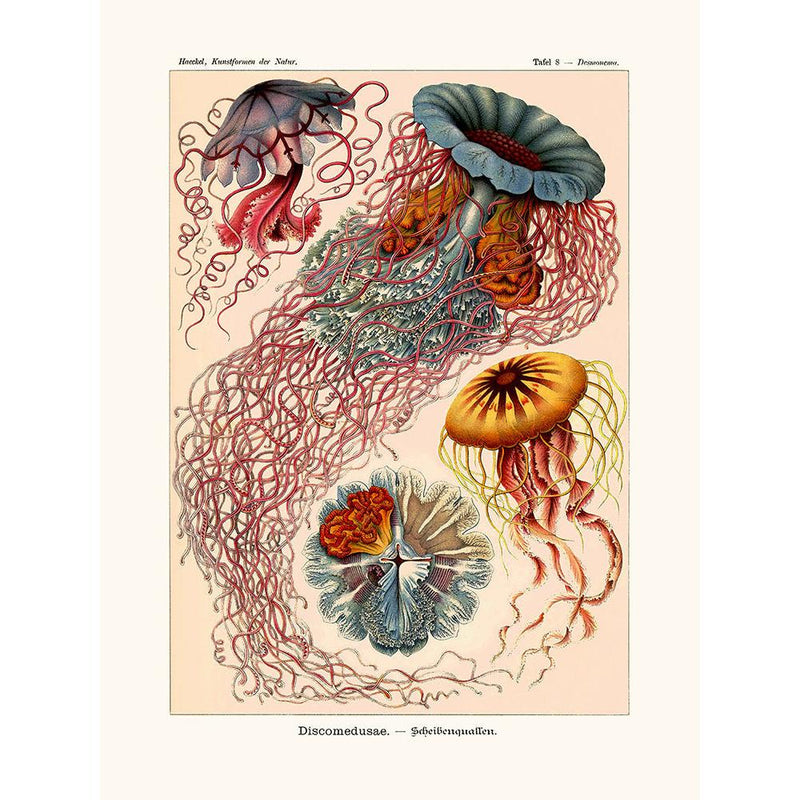 Sciences Naturelles - Discomedusae D'Ernst Haeckel
