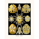 Sciences Naturelles - Echinidea D'Ernst Haeckel