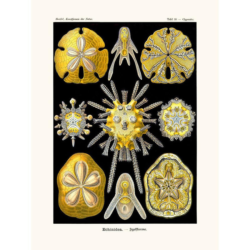 Sciences Naturelles - Echinidea D'Ernst Haeckel