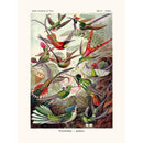 Sciences Naturelles - Kolibri D'Ernst Haeckel