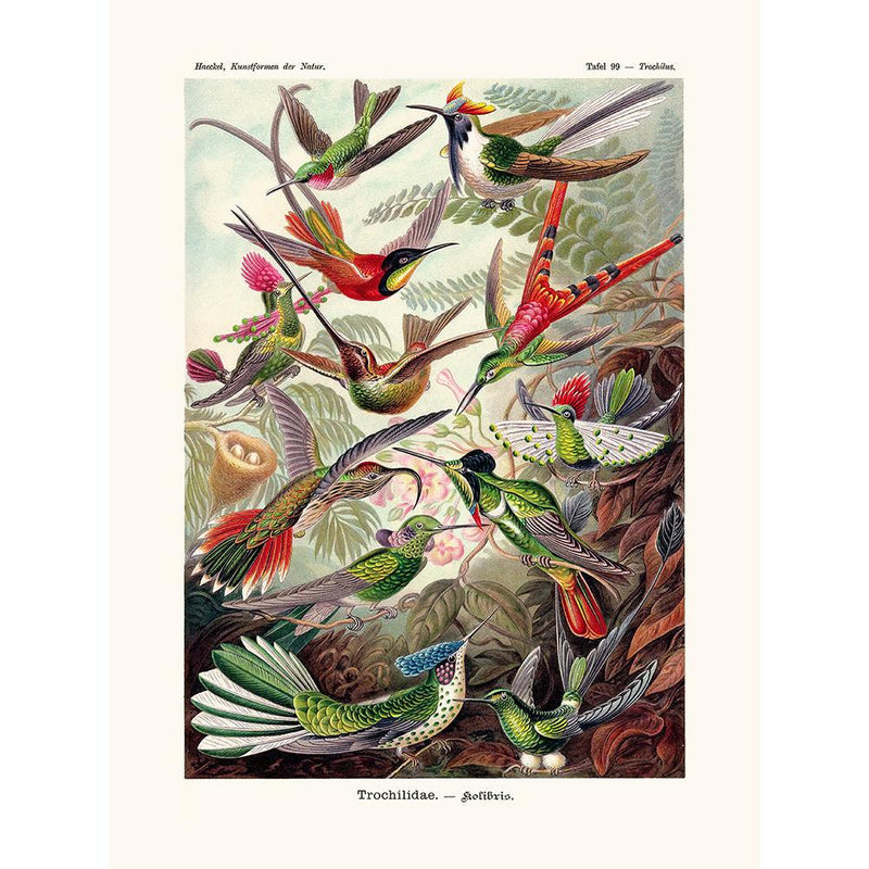Sciences Naturelles - Kolibri D'Ernst Haeckel
