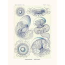 Sciences Naturelles - Leptomedusae D'Ernst Haeckel