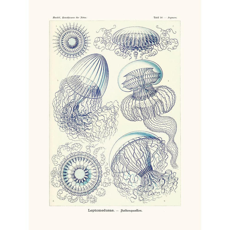 Sciences Naturelles - Leptomedusae D'Ernst Haeckel
