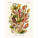 Sciences Naturelles - Nepenthaceae D'Ernst Haeckel