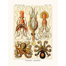 Sciences Naturelles - Octopus