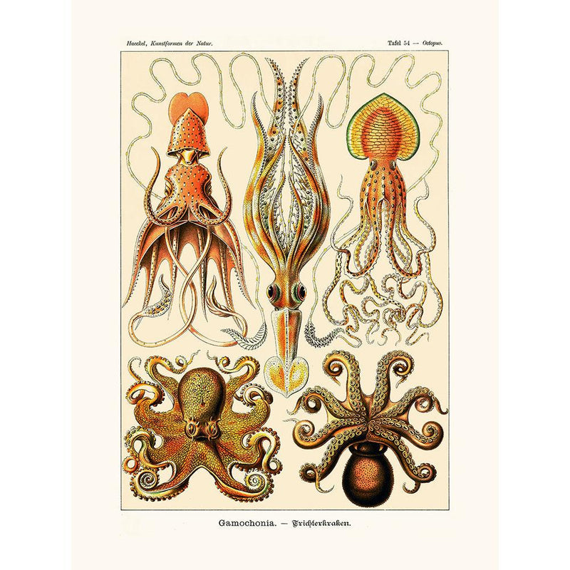 Sciences Naturelles - Octopus