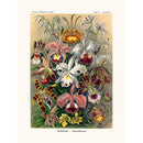 Sciences Naturelles - Orchideae D'Ernst Haeckel