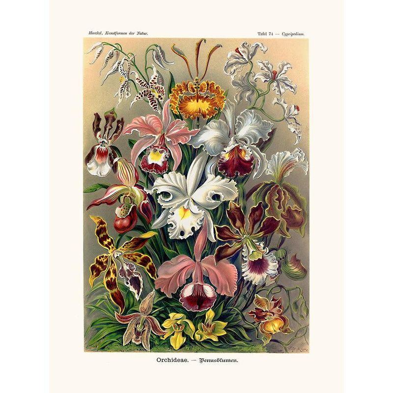 Sciences Naturelles - Orchideae D'Ernst Haeckel