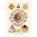 Sciences Naturelles - Peromedusae D'Ernst Haeckel