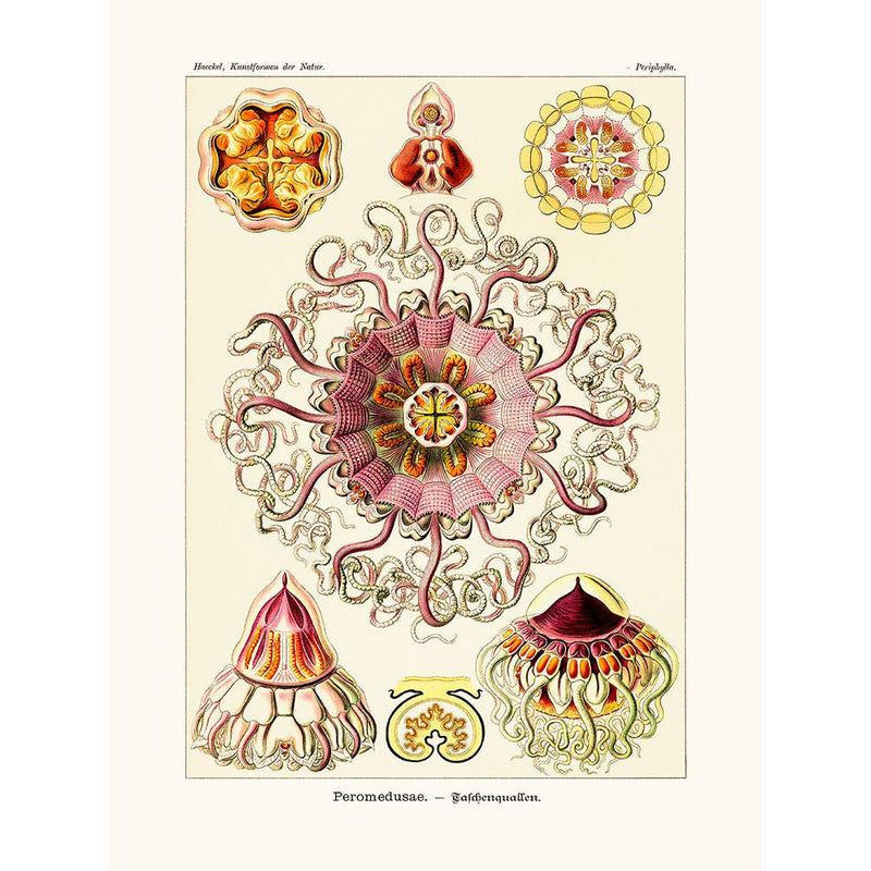 Sciences Naturelles - Peromedusae D'Ernst Haeckel