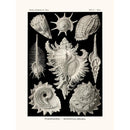 Sciences Naturelles - Prosobranchia D'Ernst Haeckel