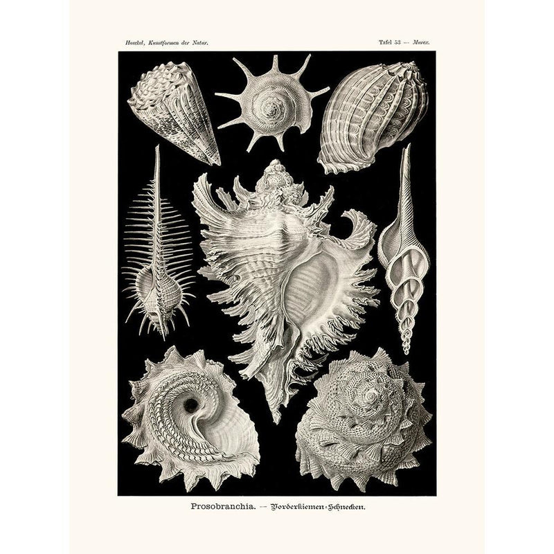 Sciences Naturelles - Prosobranchia D'Ernst Haeckel
