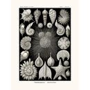 Sciences Naturelles - Thalamophora D'Ernst Haeckel