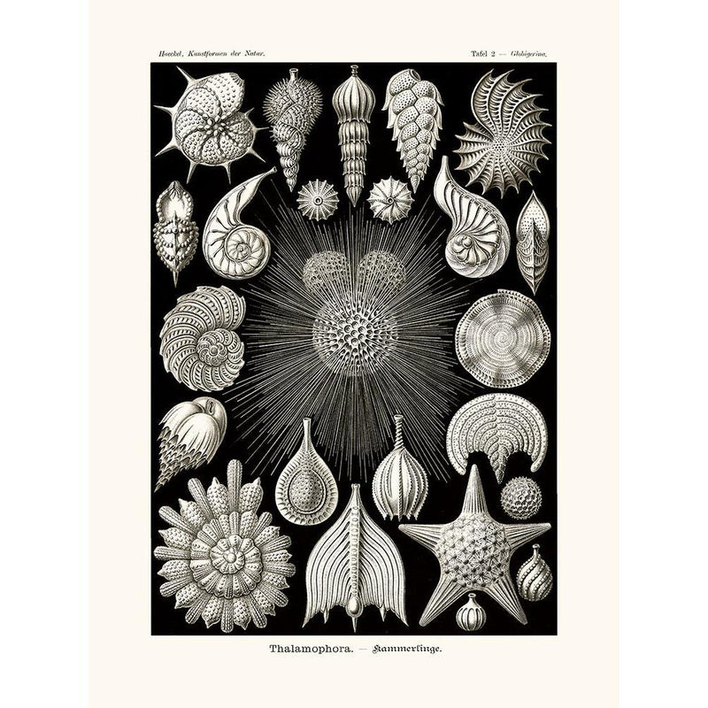 Sciences Naturelles - Thalamophora D'Ernst Haeckel