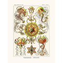 Sciences Naturelles - Trachomedusae D'Ernst Haeckel