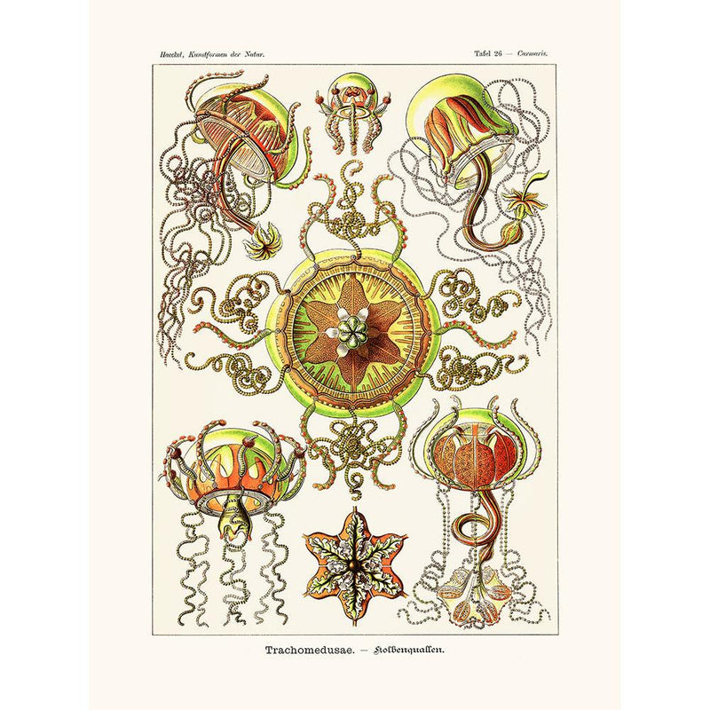 Sciences Naturelles - Trachomedusae D'Ernst Haeckel