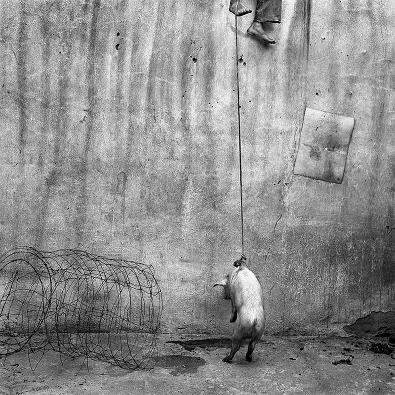 Roger Ballen - Hanging Pig