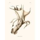Sciences Naturelles - Histioteuthis Ruppellii