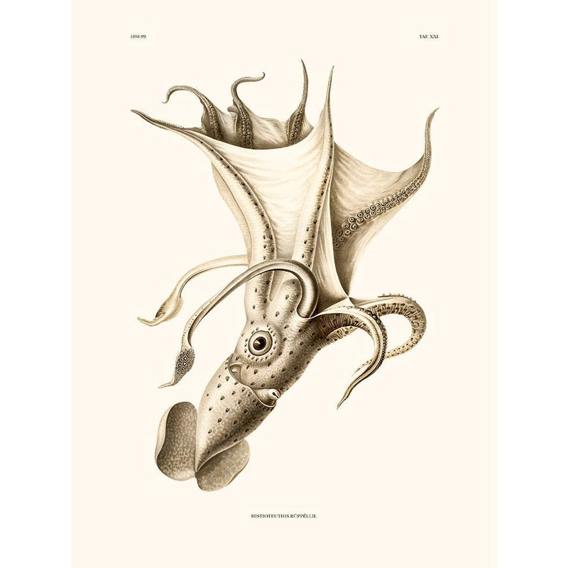 Sciences Naturelles - Histioteuthis Ruppellii