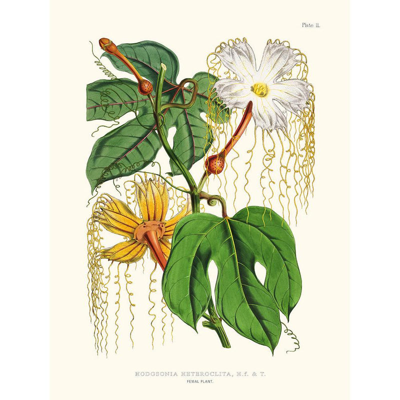 Sciences Naturelles - Hodgsonia Heteroclita,Illustration Of Himalayan Plants (Plate II)