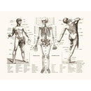 Sciences Naturelles - L'homme